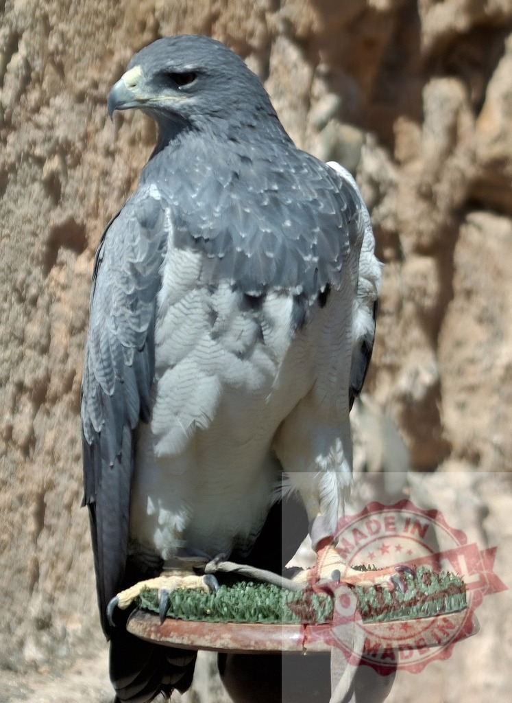 Black-chested buzzard-eagle standing on a perch | Black-chested buzzard-eagle with gray and white feathers on a falconry perch - Realisiert mit Pictrs.com