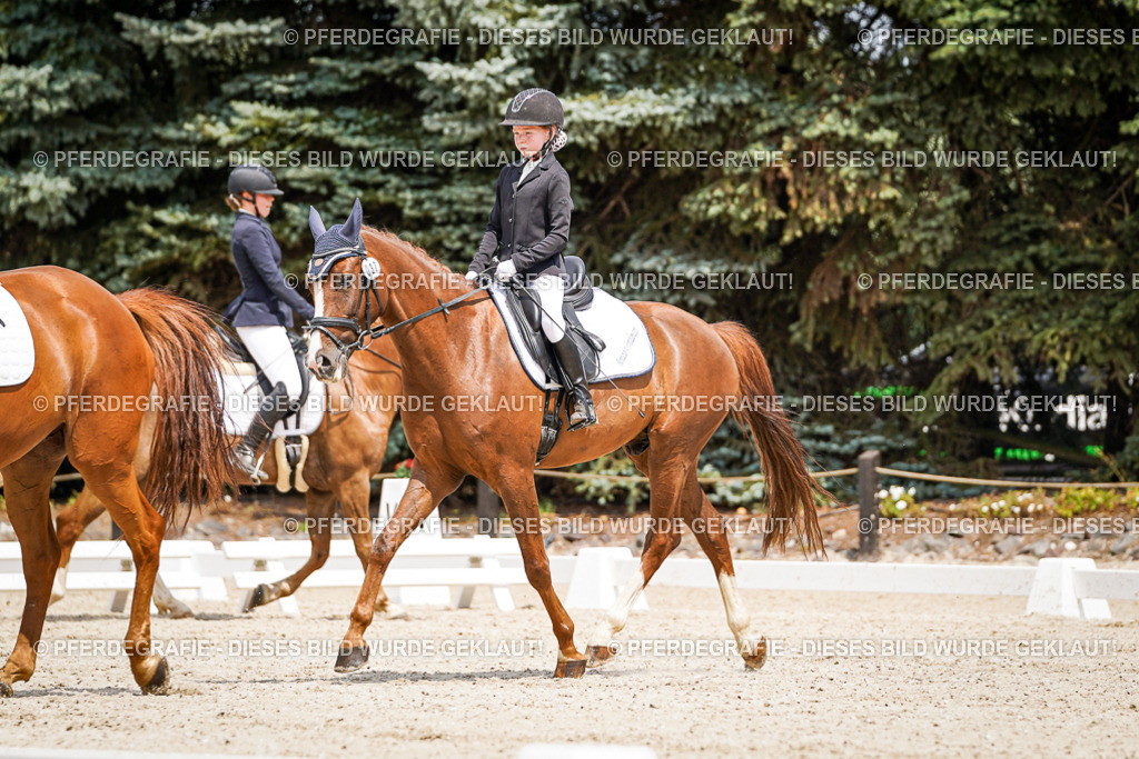 DSC03298 | Pferdegrafie