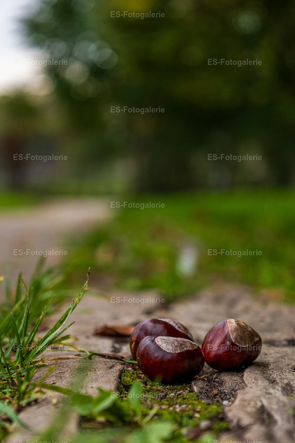 Herbst — Mannheim