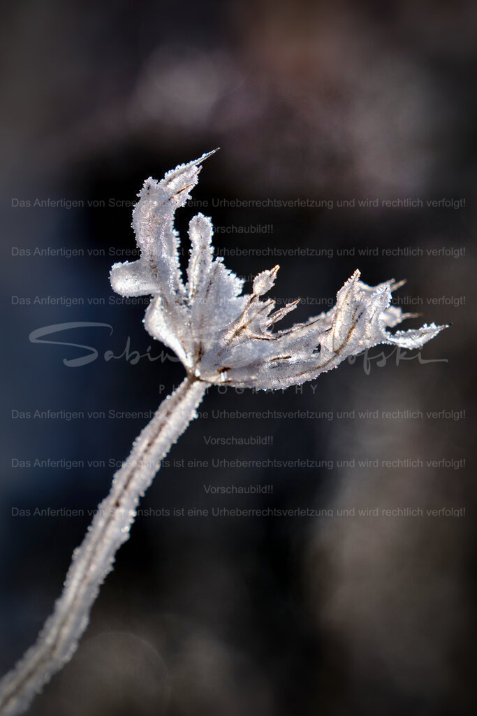 Wandbild Wilde Möhre in Eis | People- und Tierfotografie, Imageaufnahmen, Veranstaltungsfotografie und Wandbilder aus der Natur ★ Made in Germany ✔️ Druck + Downloads ✔️ Naturfotografie in Top Qualität ★ schneller Versand, weltweite Lieferung! - Realisiert mit Pictrs.com