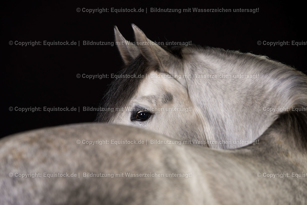 TS_20161216_Schimmel_Portrait_0001 | equistock