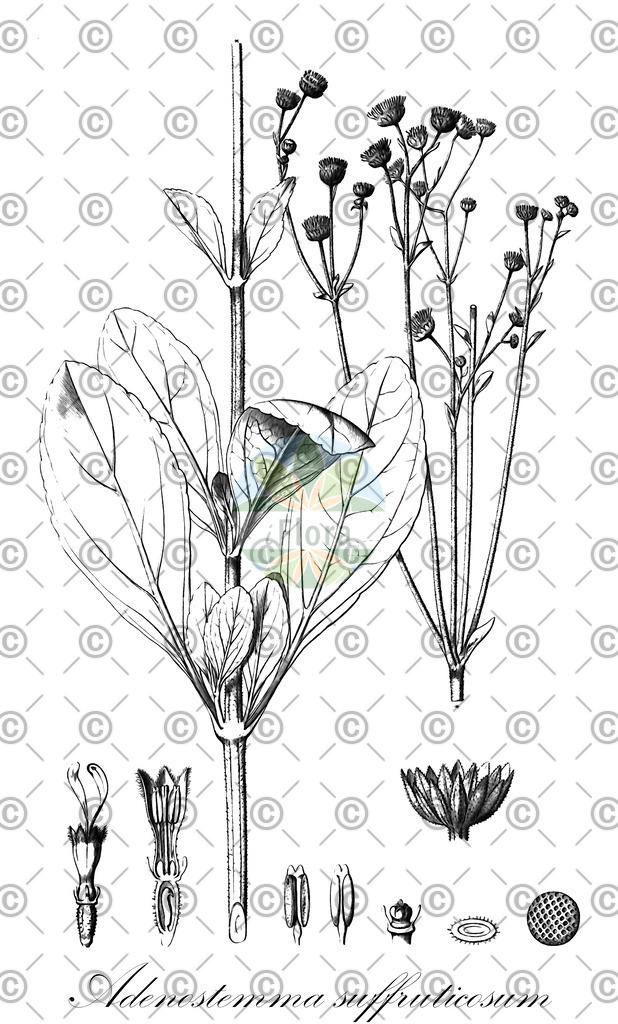 HistAbb_wfo-0000083805_1_ENZY_Simple | Historische Abbildung von Adenostemma suffruticosum - Asteraceae | Historical Illustration of Adenostemma suffruticosum - Asteraceae