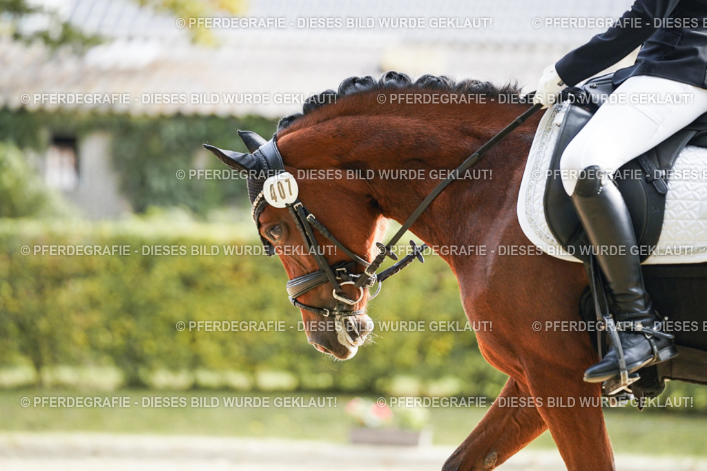 DSC04470 | Pferdegrafie