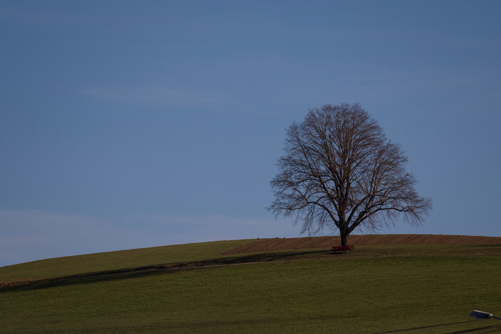 Mystische Bäume - Matzingen, Schweiz | Die Mystik der Bäume unterscheidet sich je nach Jahreszeit  - Realisiert mit Pictrs.com