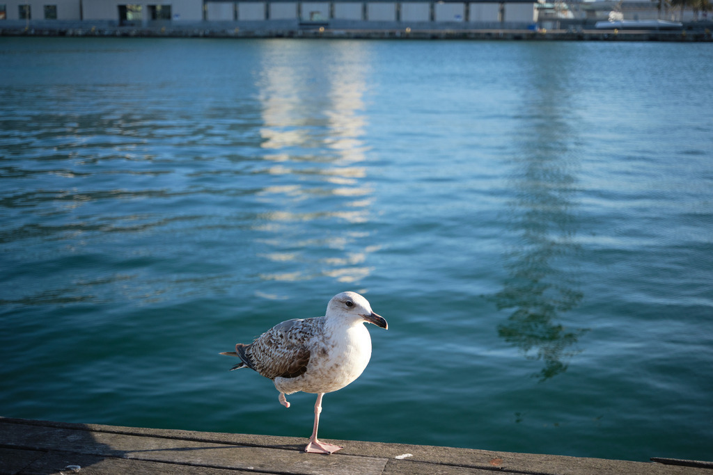 verletzte einbeinige Möwe auf Holzplanke | Barcelona, Spanien - May 02, 2024: verletzte einbeinige Möwe auf Holzplanke, dahinter das Meer. - Realisiert mit Pictrs.com