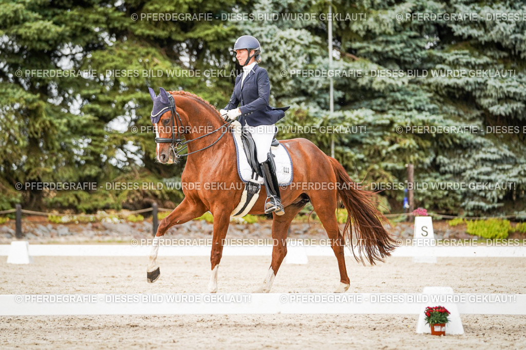 DSC09175 | Pferdegrafie