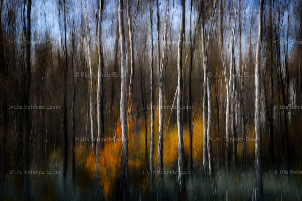 Wald_09 | CEUS Design - Realisiert mit Pictrs.com