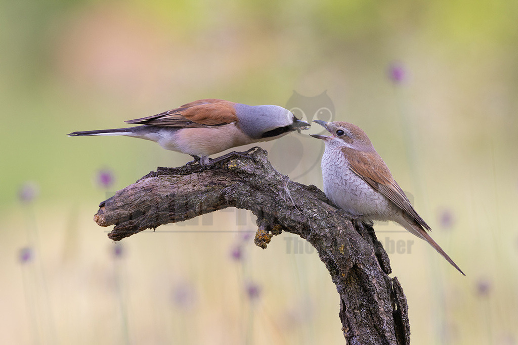 R5NF1145_20240530 | Obwohl der Neuntöter kaum größer ist als ein Spatz, gehören große Libellen, kleine Mäuse und Jungvögel zu seinen Beutetieren. Von einem Aussichtspunkt aus beobachtet er den Boden im nahen Umkreis. Wenn er eine Maus entdeckt hat, stürzt er sich auf sie und tötet sie mit seinem spitzen Schnabel, ähnlich wie ein großer Raubvogel. Insekten fängt der Neuntöter im Flug.  - Realisiert mit Pictrs.com