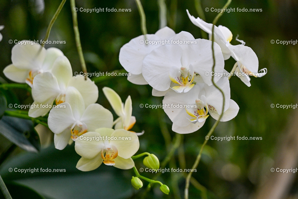 Botanischer Garten Linz_ Schmetterlinge_ Orchideen_ 21.01.2024-96 | 21.01.2024, Botanischer Garten Linz, AUT, Orchideen, im Bild Blume, Bluete, Pflanze, Tropenhaus, tropisch, Farbe, exotisch, bunt, Flora