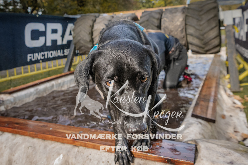 1422_ZZ94391 | kk-dogfotos