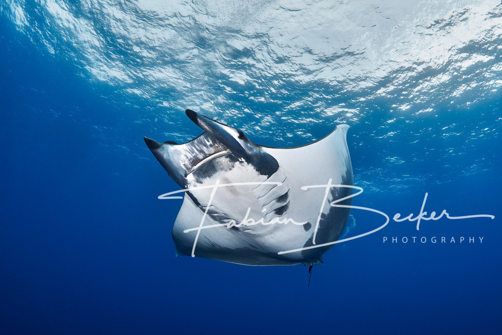 Schwerelos | Einzigartige Wandbilder von faszinierenden Unterwasserwelten. Exklusive Kunst für Empfangsbereiche, Wohnraum oder Wartezimmer. - Realisiert mit Pictrs.com