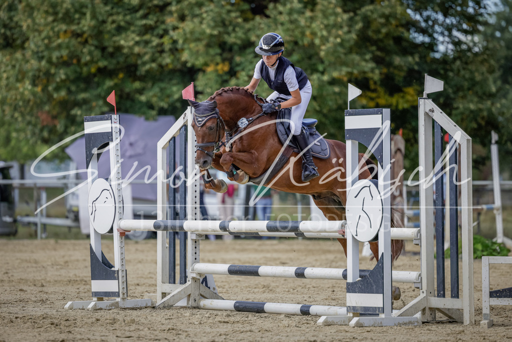 20250906-_3LI6322 | Tierfotografie Pferde, Hunde, Katzen, Haustiere.
Turnierfotografie Reitturniere, Reiten, Springreiten, Dressur in Hanau, dem Main-Kinzig-Kreis und dem Rhein-Main- Gebiet um Frankfurt