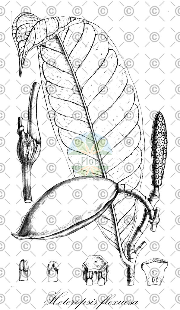 HistAbb_wfo-0000981997_1_ENZY_Simple | Historische Abbildung von Heteropsis flexuosa - Araceae | Historical Illustration of Heteropsis flexuosa - Araceae