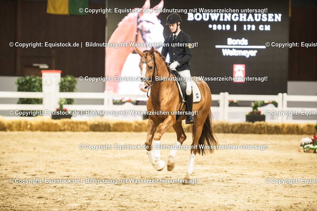 20240302_Hengstvorstellung_Marbach_TOMsPiC_0547 | equistock