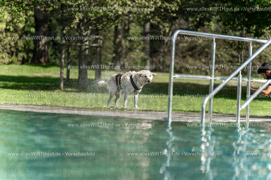 Hundeschwimmen_Volksbad_2026-allesWIRTHgut_Tierfotografie-2609061551-7R501963 | Professionelle Tierfotografie in Mönchengladbach von Daniel Wirth (allesWIRTHgut). Liebevolle & natürliche Bilder von Hunden & Katzen für unvergessliche Erinnerungen.