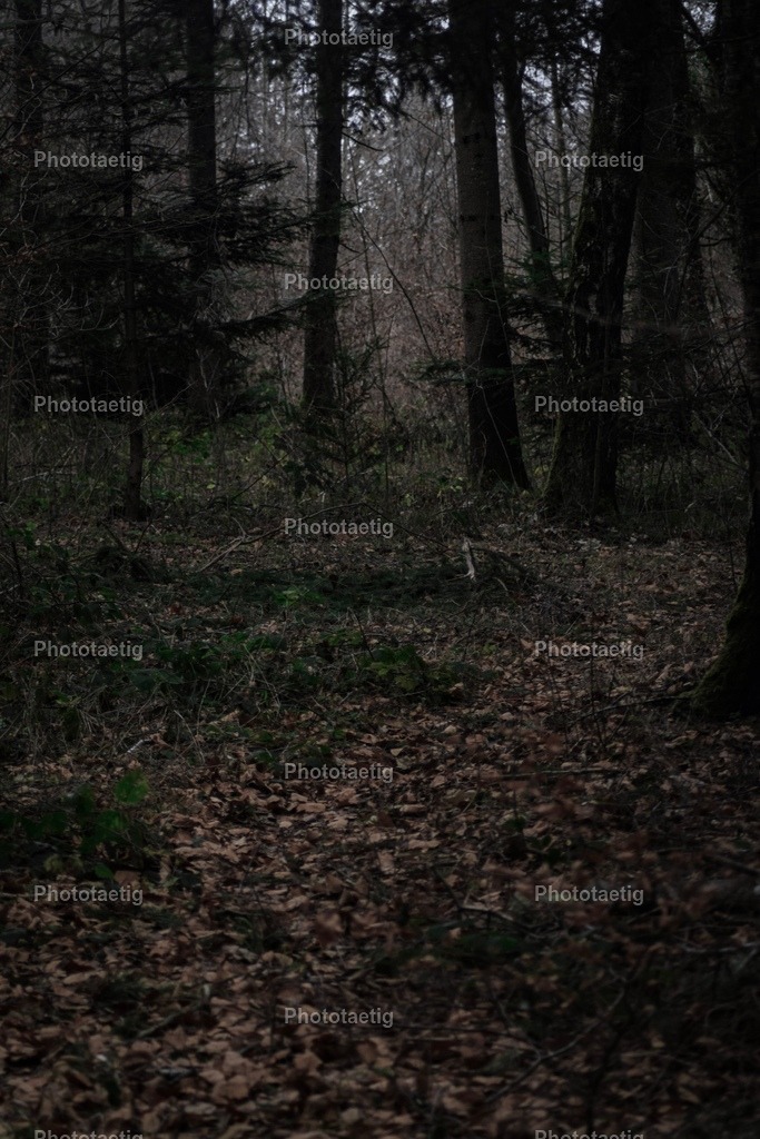 IMG_6165 | phototaetig