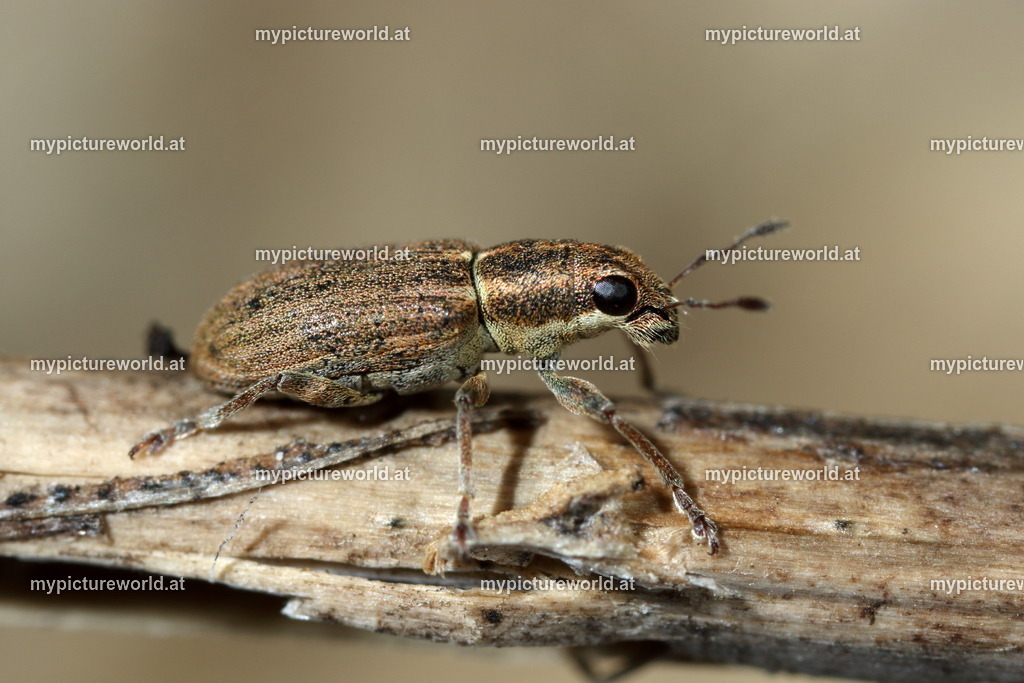 Sitona lineatus-002 | Das Bilderarchiv über Tiere, Planzen und Landschaften. In der Bilddatenbank finden Sie ein große Auswahl an hochwertigen Bilder für Ihre Werbung - Realized with Pictrs.com