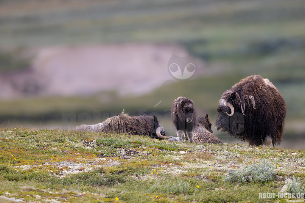 R5NF1705-20230727 | Der Moschusochse, auch als Bisamochse oder Schafsochse bezeichnet, ist ein Paarhufer aus der Unterfamilie der Antilopinae; innerhalb derer gehört er in die Verwandtschaftsgruppe der Ziegenartigen. - Realisiert mit Pictrs.com