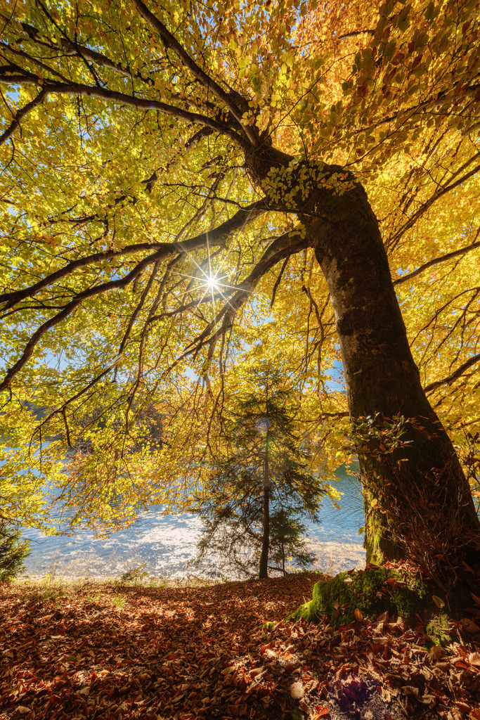 Chatzensee 2 | Herbst - Realisiert mit Pictrs.com