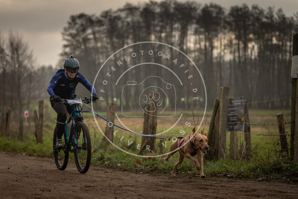 Pfotenfotografie_DV3A1978 | Hundefotografie, Tierfotograf, Pfotenfotografie, Fotoshooting Hund, Hunde Portrait, Hundesport, Hundeportraits, Heideshooting, Hunde, Sportfotograf, Hundefotograf, Turnierhundsport, THS,  - Realisiert mit Pictrs.com