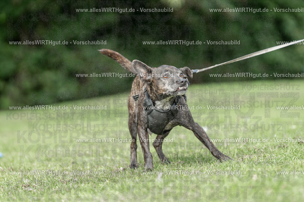 Hundeschwimmen_Volksbad_2026-allesWIRTHgut_Tierfotografie-2609061526-7R501521 | Professionelle Tierfotografie in Mönchengladbach von Daniel Wirth (allesWIRTHgut). Liebevolle & natürliche Bilder von Hunden & Katzen für unvergessliche Erinnerungen.