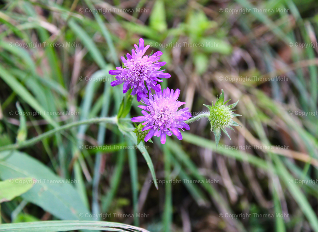 Lila Blüte  | Naturpuls - Realisiert mit Pictrs.com