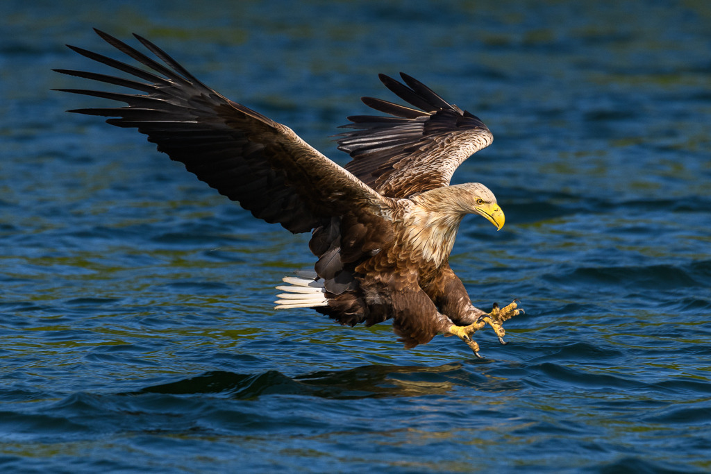 seeadler-2018-212 | Ein Seeadler (Haliaeetus albicilla) im Anflug auf einen Fisch. Das Foto entstand auf dem Breiten Luzin im Naturpark Feldberger Seenlandschaft in Mecklenburg-Vorpommern. - Realisiert mit Pictrs.com