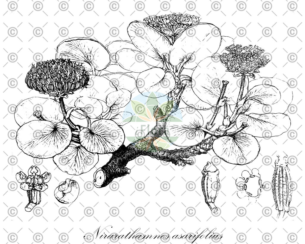 HistAbb_wfo-0000174150_2_ENZY_Simple | Historische Abbildung von Nirarathamnos asarifolius - Apiaceae | Historical Illustration of Nirarathamnos asarifolius - Apiaceae