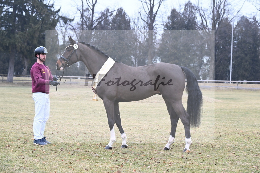 Kat.-Nr. 14 v. Cornet_s Balou (Balou du Reventon Z)_Keitel und Laue_3265803 | hf-fotografie - Realisiert mit Pictrs.com