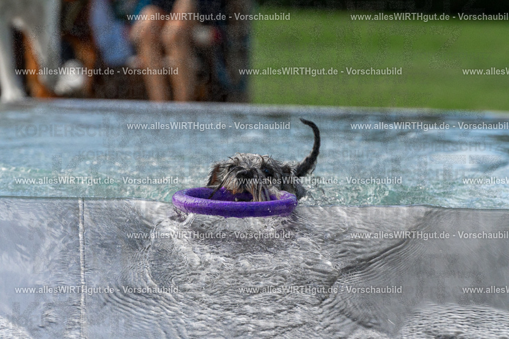 Hundeschwimmen_Volksbad_2026-allesWIRTHgut_Tierfotografie-2609061505-FAY07100 | Professionelle Tierfotografie in Mönchengladbach von Daniel Wirth (allesWIRTHgut). Liebevolle & natürliche Bilder von Hunden & Katzen für unvergessliche Erinnerungen.