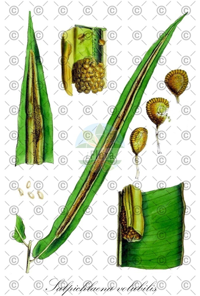 HistAbb_wfo-0001025207_1_ENZY_Simple | Historische Abbildung von Salpichlaena volubilis - Blechnaceae | Historical Illustration of Salpichlaena volubilis - Blechnaceae