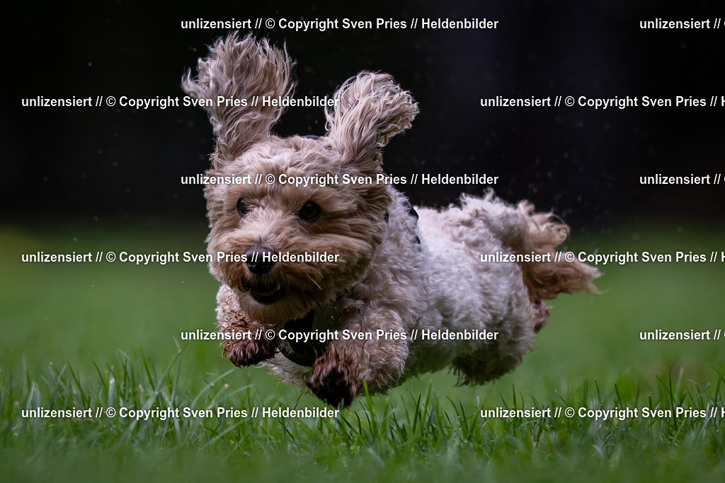 Sven Pries | 2024-10-19 - Hunderennen Ober-Grombach - Realisiert mit Pictrs.com