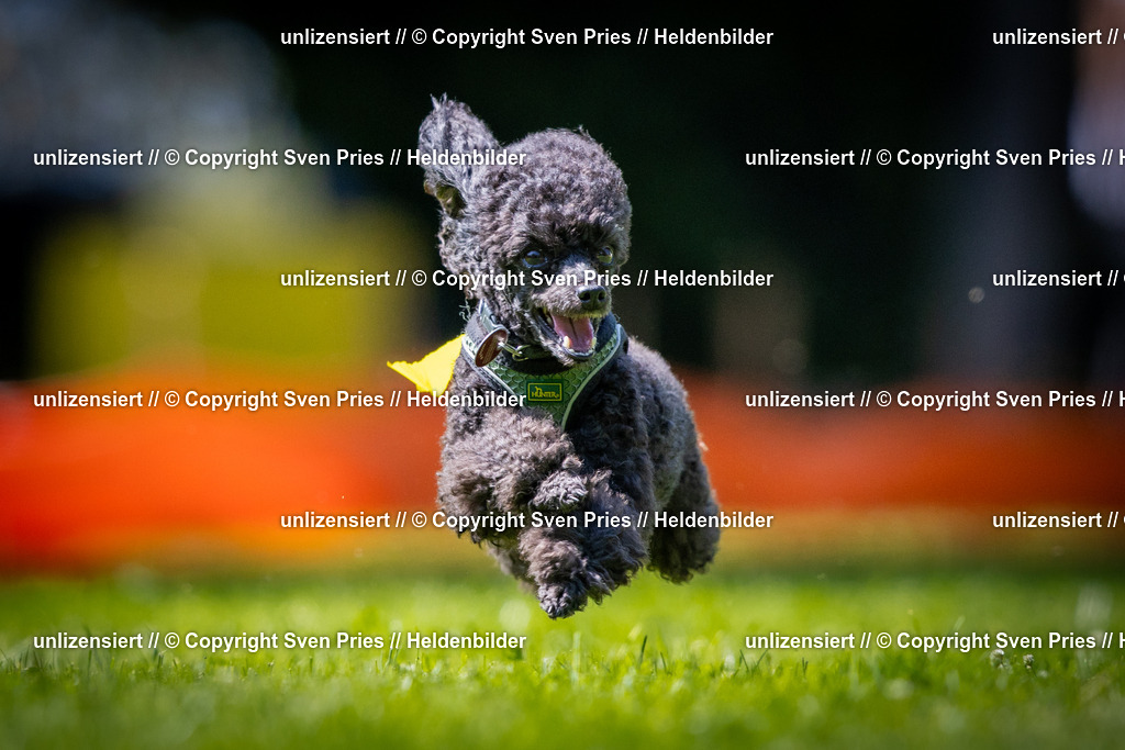 Sven Pries | 2025-08-10 - Hunderennen Durlach - Realisiert mit Pictrs.com