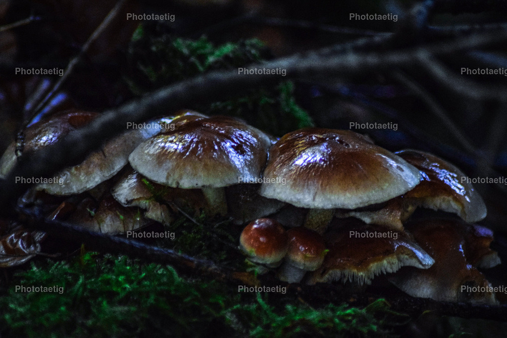 F8B085AD-AE9F-4BD2-BF4F-93B223862215 | phototaetig