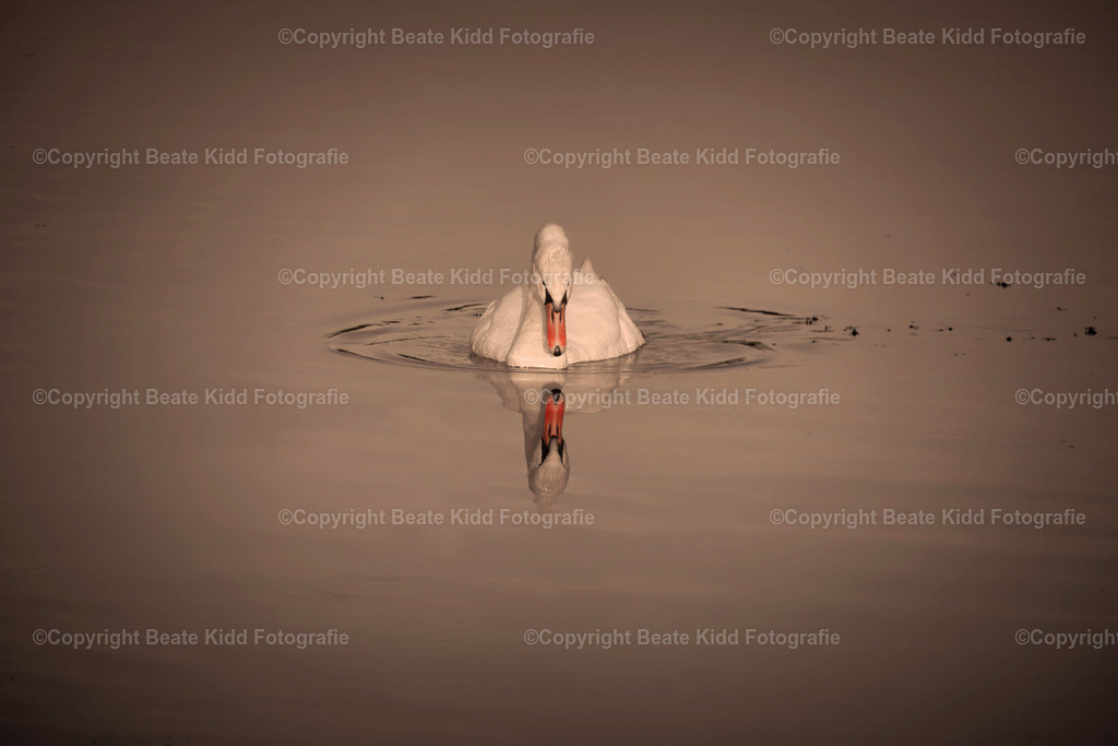 P1500032 | beatekidd-fotografie - Realisiert mit Pictrs.com