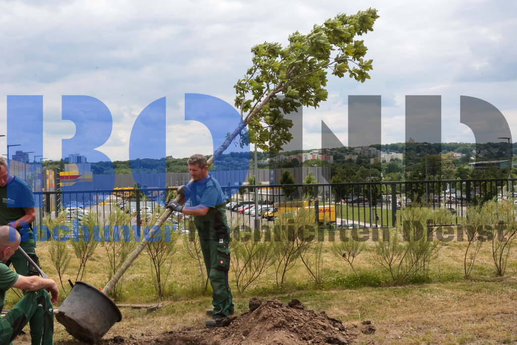 Eicheingrabung | Eicheingrabung - Realisiert mit Pictrs.com