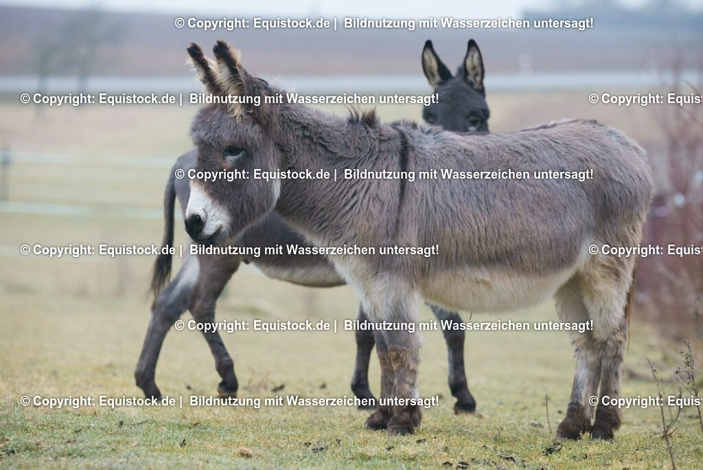 20150217_Esel_0015 | equistock