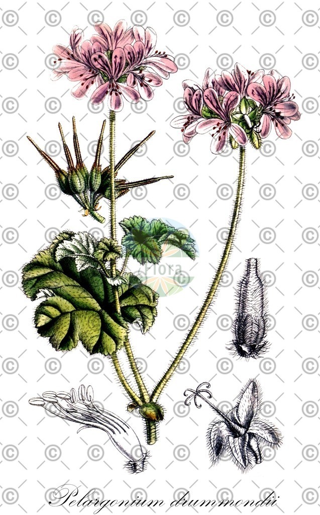 HistAbb_wfo-0000470343_1_ENZY_Simple | Historische Abbildung von Pelargonium drummondii - Geraniaceae | Historical Illustration of Pelargonium drummondii - Geraniaceae