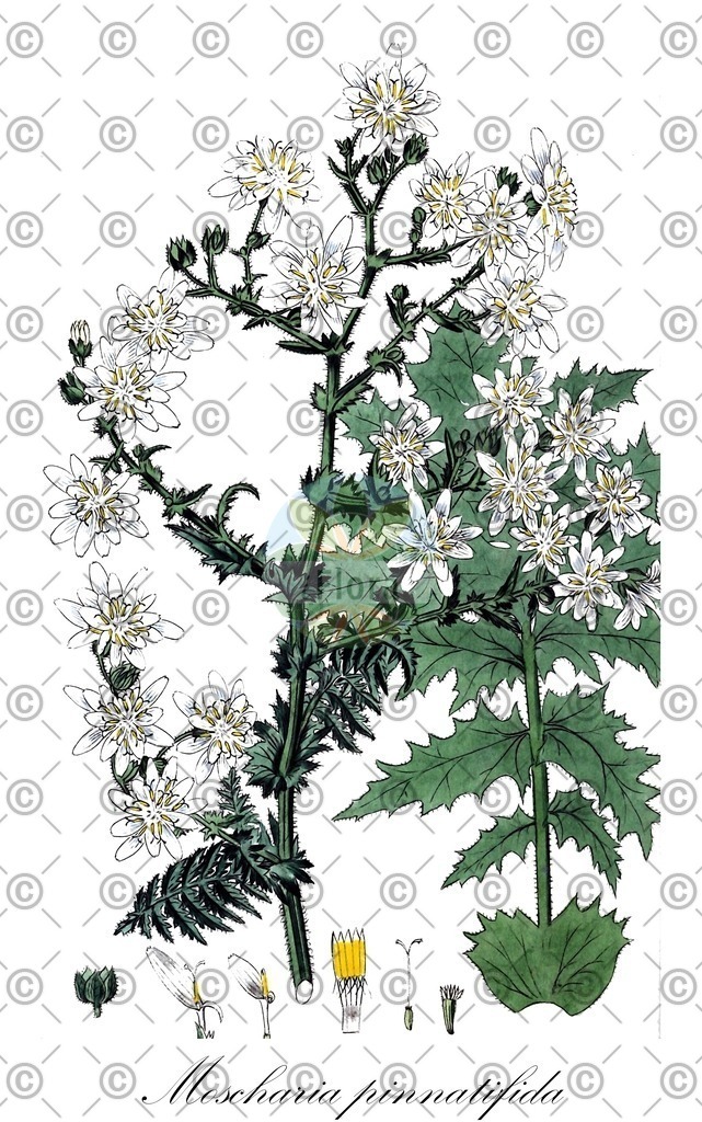 HistAbb_wfo-0000246347_1_ENZY_Simple | Historische Abbildung von Moscharia pinnatifida - Asteraceae | Historical Illustration of Moscharia pinnatifida - Asteraceae