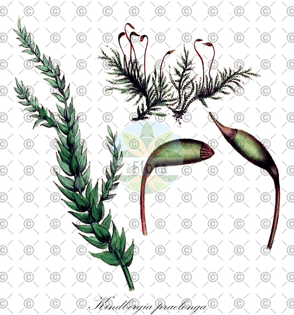 HistAbb_wfo-0000452565_2_ENZY_Simple | Historische Abbildung von Kindbergia praelonga - Brachytheciaceae | Historical Illustration of Kindbergia praelonga - Brachytheciaceae