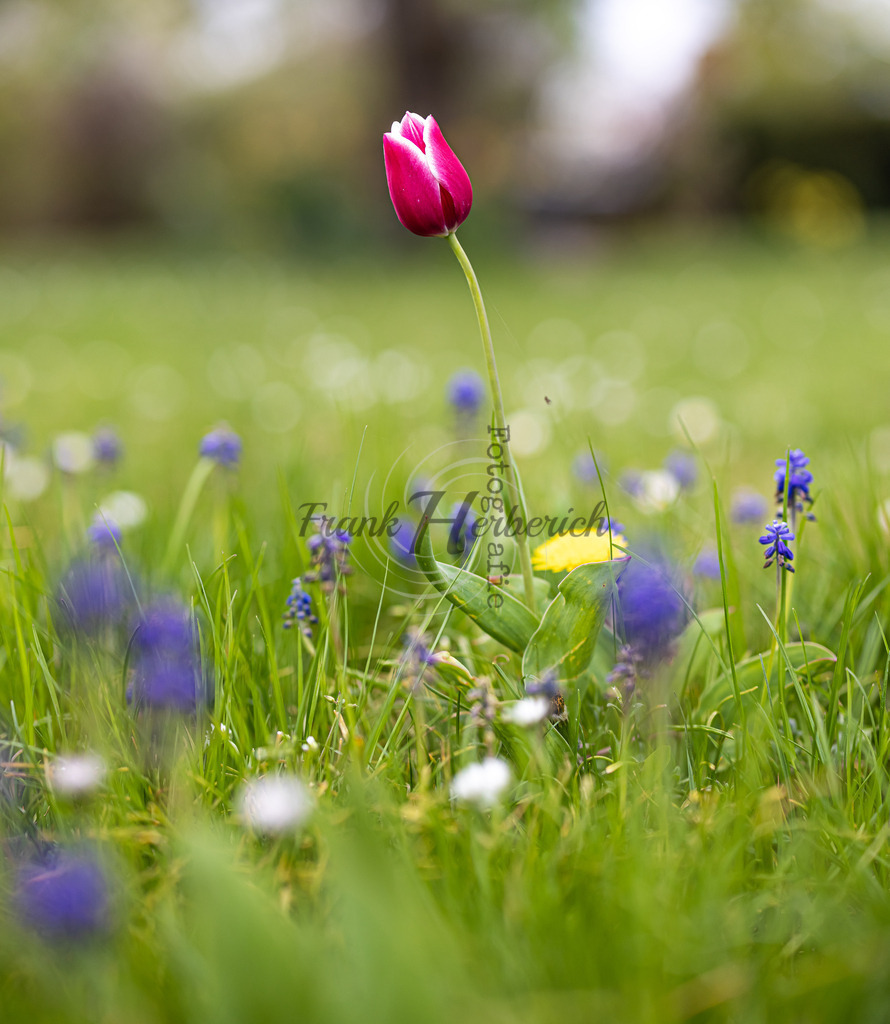 _X0A8757-Editbea | Frank Herberich Fotografie, Frank Herberich, Fotografie, Hochzeit, Portrait, St. Peter Ording, Ording, Westerhever, Nordsee, Frank Fotografie, Hardheim,  Odenwald,Walldürn, Band,Eventfotografie - Realisiert mit Pictrs.com