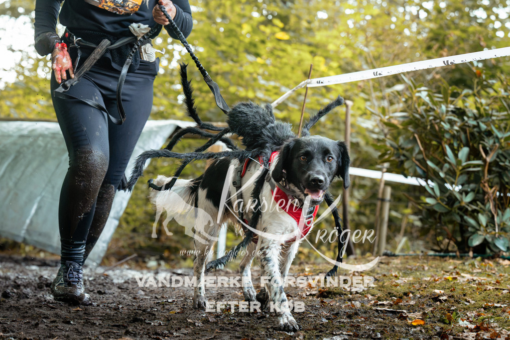 1405DZ6_1008Z6 | kk-dogfotos