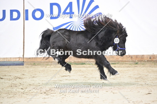 26_Thorax von Repgow - Sir Paul_963_0012 | Björn Schroeder Pferdefotografie