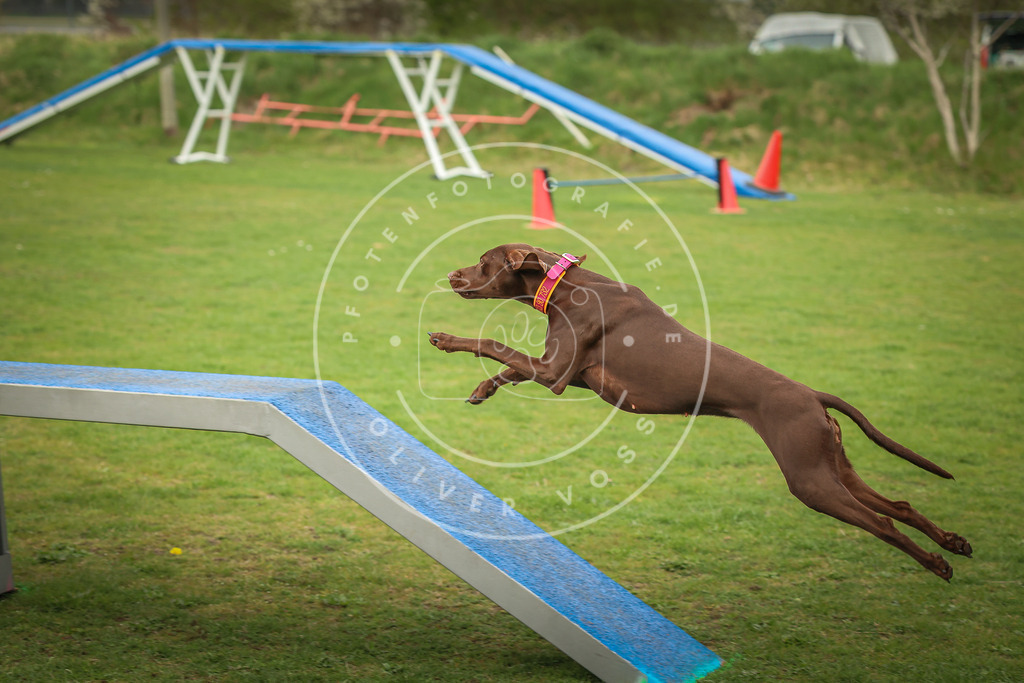 Pfotenfotografie_0L8A1154 | Hundefotografie, Tierfotograf, Pfotenfotografie, Fotoshooting Hund, Hunde Portrait, Hundesport, Hundeportraits, Heideshooting, Hunde, Sportfotograf, Hundefotograf, Turnierhundsport, THS,  - Realisiert mit Pictrs.com