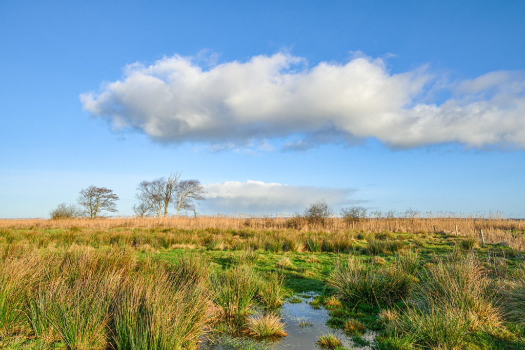 Wolken beschirmen Moorweide | Auch im Winter erfreuen die Landschaften in Schleswig-Holstein mit vielfältigen Farben. Das Bild dieser Moorweide entstand im Kreis Dithmarschen. — Auflösung des Originals: 5985 x 3990 px. - Realisiert mit Pictrs.com