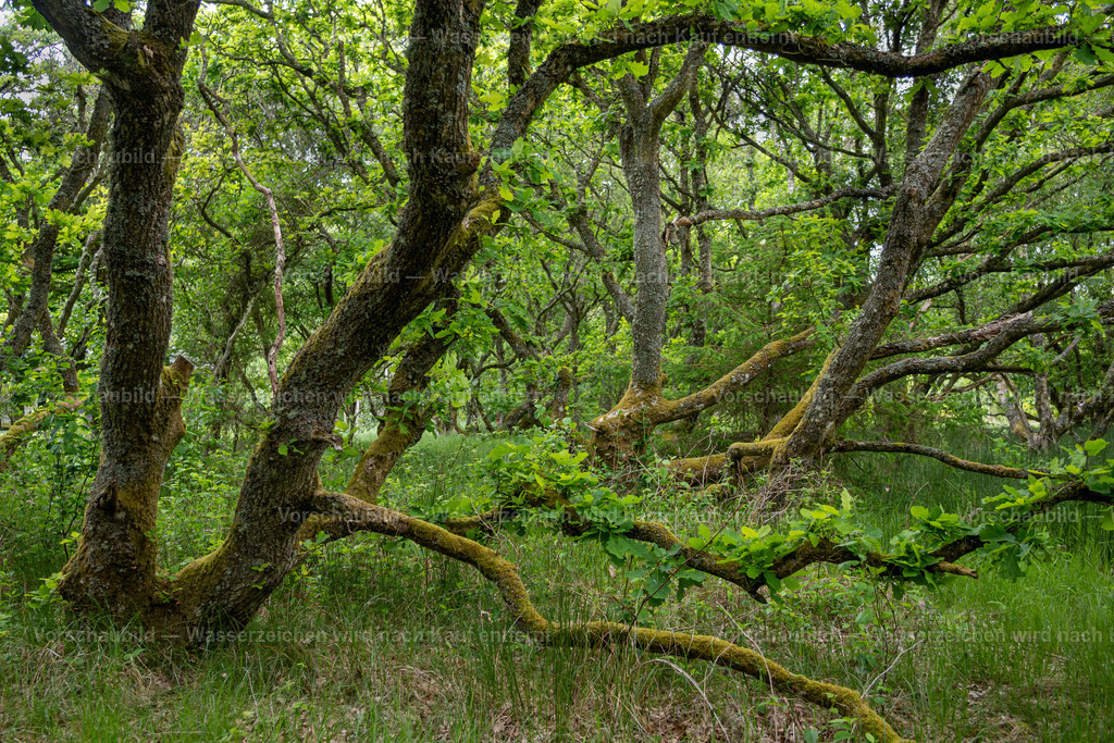 Eichen im Wald | diese Bäume stehen in Jütland im Dünensand und sind selten. - Realisiert mit Pictrs.com