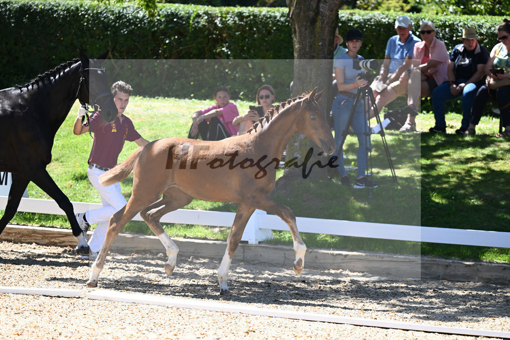 Kat-Nr. 68 SF Floricello x Donnerschlag_Gossner_27230725 | hf-fotografie - Realisiert mit Pictrs.com