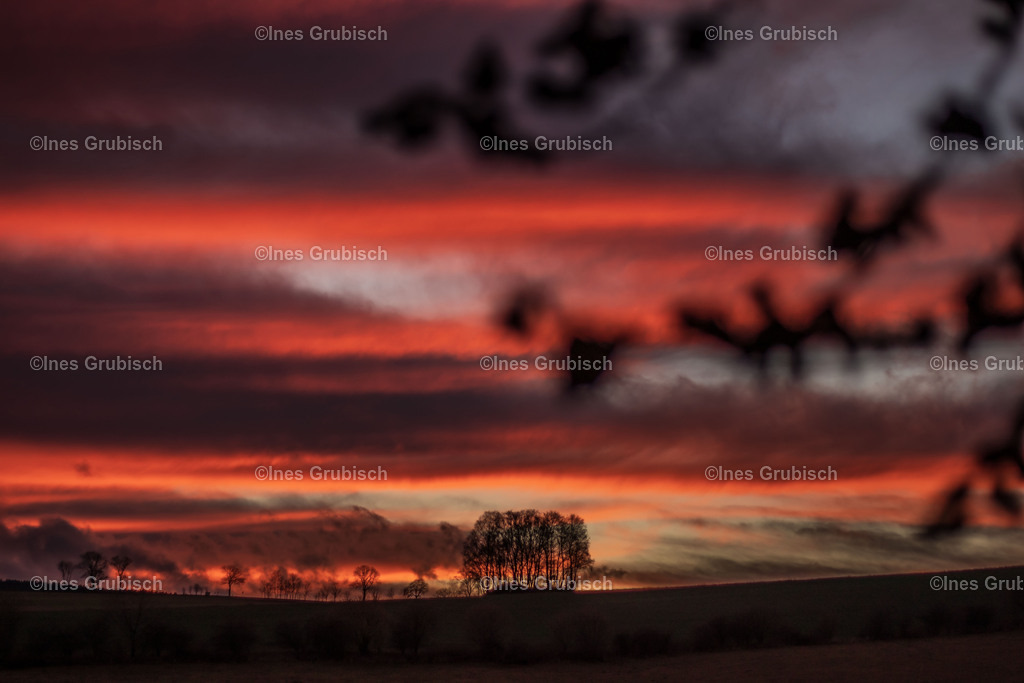 Bauminsel im Sonnenuntergang | Lila Lubbenbomm - Artwork by Ines Grubisch - Realisiert mit Pictrs.com