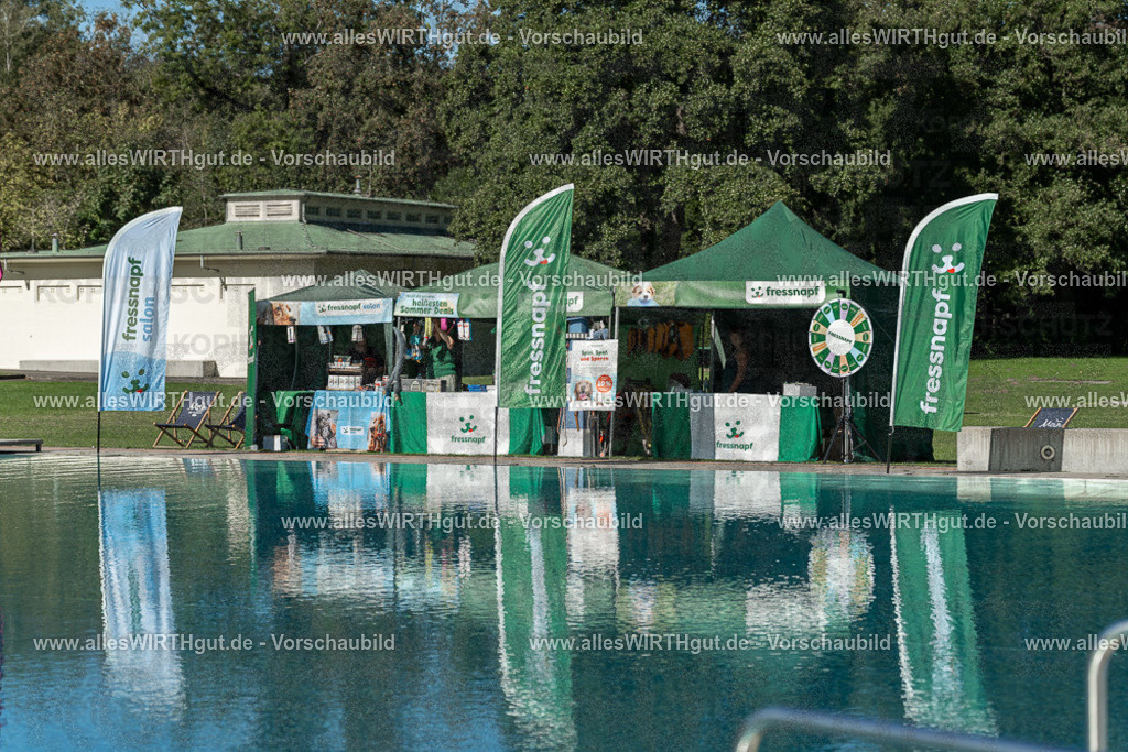 Hundeschwimmen_Volksbad_2026-allesWIRTHgut_Tierfotografie-2609061043-095354-7R509152 | Professionelle Tierfotografie in Mönchengladbach von Daniel Wirth (allesWIRTHgut). Liebevolle & natürliche Bilder von Hunden & Katzen für unvergessliche Erinnerungen.