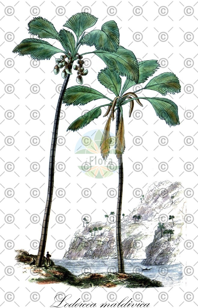 HistAbb_wfo-0000230541_3_ENZY_Simple | Historische Abbildung von Lodoicea maldivica - Arecaceae (Seychellennuss) | Historical Illustration of Lodoicea maldivica - Arecaceae